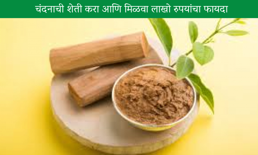 Sandalwood Powder | à¦šà¦¨à§ à¦¦à¦¨ à¦ªà¦¾à¦‰à¦¡à¦¾à¦° | 25 gm | Price ৳  1000 | Bangladesh